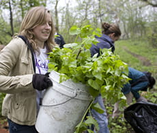 Part-Time student Pamela Wyatt works to rid Jackson Park of invasive plant growth. 