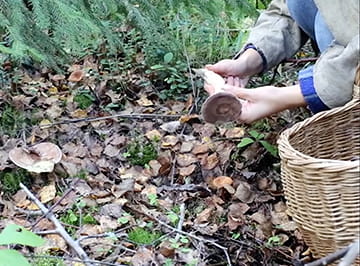 A study on mushroom hunters shares insight on trust and reciprocity.