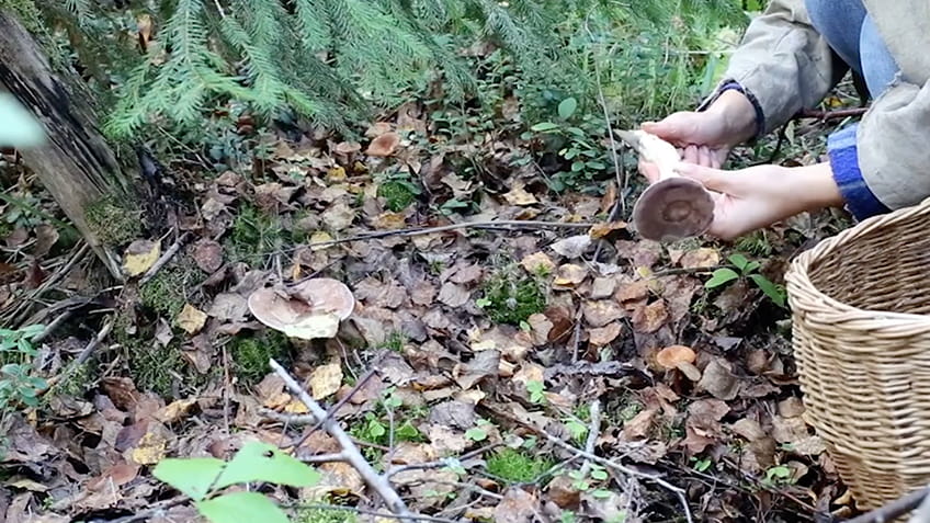 A study on mushroom hunters shares insight on trust and reciprocity.