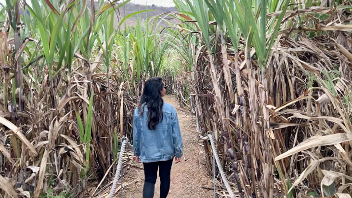 Kimberley Charles ’24, a JD-MBA Kellogg student, wanders sugarcane fields during her Levy Inspiration Grant immersion trip