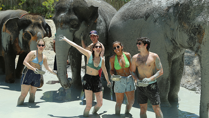 Kellogg students visiting an elephant sanctuary in Thailand