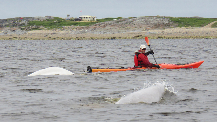 A kayaker in a bright orange kayak and red jacket paddles on choppy waters while two beluga whales swim nearby. One beluga is visible as a white shape just beneath the water's surface to the left of the kayak, while another's back breaks the surface with a small splash to the right. In the background is a rocky shoreline with patches of grass and a small building or lighthouse visible on the hillside.