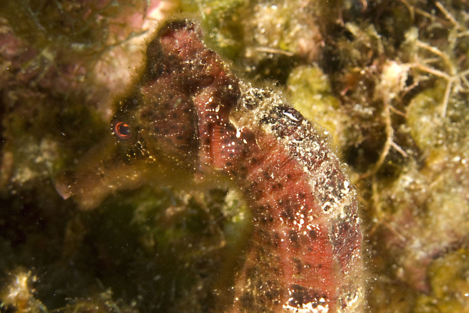 Seahorse