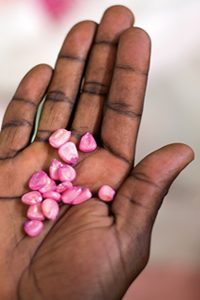 Maize kernels supplied by One Acre Fund during planting season